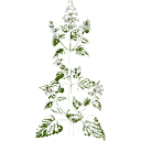 a picture of catnip